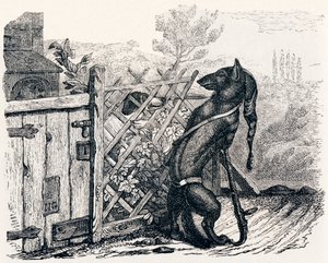 Kurt ve sıska köpek - La Fontaine