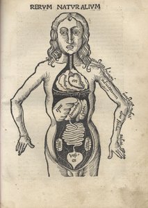 margarita felsefi Anatomi, 1504