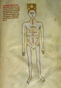 Anatomi ve cerrahi kurullar: erkek organların lokalizasyonu. 1345 dolaylarında Gui de Pavia tarafından "Frankların kralı VII.