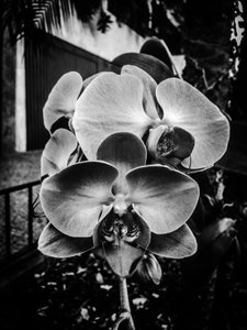 Çiçek nº 10, 2025 (fotoğraf) by Guilherme Pontes