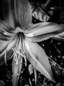 Çiçek nº 14, 2025 (fotoğraf) by Guilherme Pontes