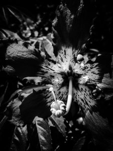 Çiçek nº 20, 2025 (fotoğraf) by Guilherme Pontes