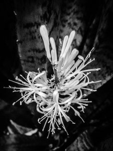 Çiçek nº 22, 2025 (fotoğraf) by Guilherme Pontes