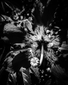 Çiçek nº 23, 2025 (fotoğraf) by Guilherme Pontes