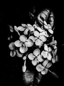 Çiçek nº 29, 2025 (fotoğraf) by Guilherme Pontes