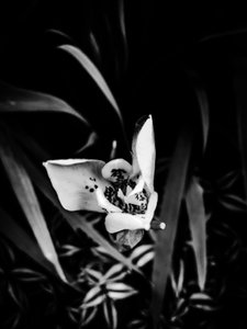 Flower nº 32, 2025 (fotoğraf)