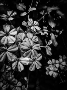  by Guilherme Pontes