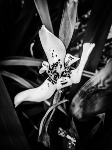 Çiçek nº 35, 2025 (fotoğraf) by Guilherme Pontes