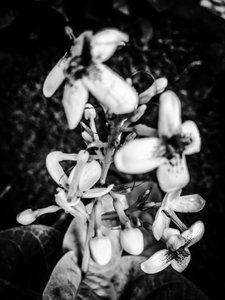 Çiçek nº 38, 2025 (fotoğraf) by Guilherme Pontes
