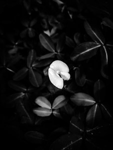 Çiçek nº 40, 2025 (fotoğraf) by Guilherme Pontes