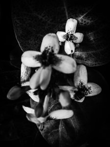 Çiçek nº 49 (fotoğraf)