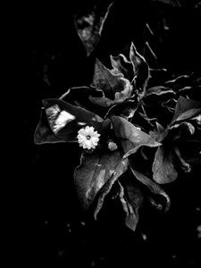  by Guilherme Pontes