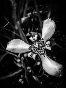 Çiçek nº 53 (fotoğraf) by Guilherme Pontes