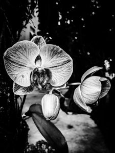  by Guilherme Pontes
