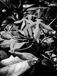 Çiçek nº 8, 2025 (fotoğraf) by Guilherme Pontes