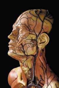 Kasları, atardamarları ve damarları, dolaşımı ve sinir sistemini gösteren erkek anatomik ekorche modelinin detayı by Gustav Zeiller