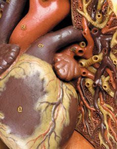 Kasları, atardamarları ve damarları, dolaşımı ve sinir sistemini gösteren erkek anatomik ekorche modelinin detayı by Gustav Zeiller