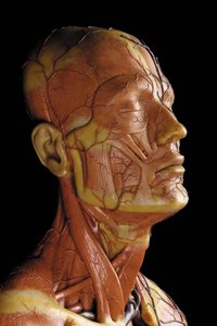 Kasları, atardamarları ve damarları, dolaşımı ve sinir sistemini (mum) gösteren bir erkek anatomik ekorche modelinin detayı (ayrıca bkz. 469823 ila 469827) by Gustav Zeiller