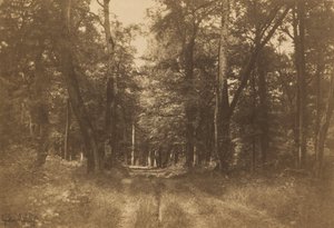 Bas-Bréau, Fontainebleau Ormanı, 1849-1852. by Gustave Le Gray