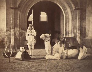 Yatan deve, 1866 dolayları (fotogravür)