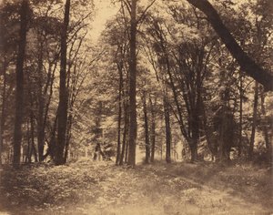 Orman Sahnesi by Gustave Le Gray