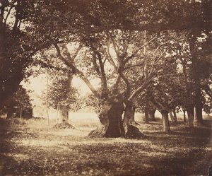 İçi Boş Meşe Ağacı, Fontainebleau, 1855-57. by Gustave Le Gray
