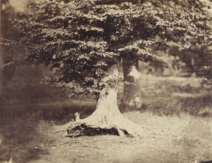 Kayın Ağacı, c.1855-7 (s/b fotoğraf) by Gustave Le Gray