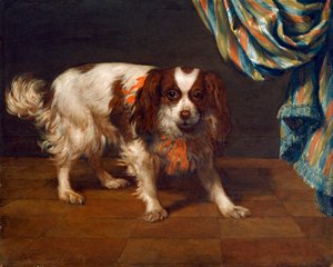 Bir King Charles Spaniel (panelde yağ) by Gysbert van de Kuyl