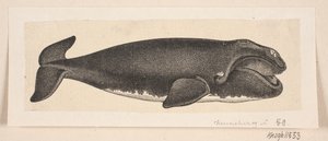 Bir balina by H. C. Henneberg