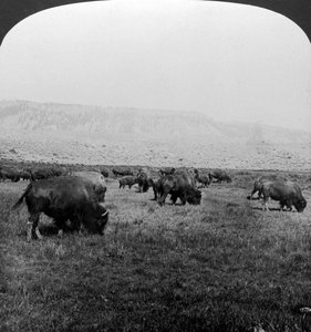 Buffalo, Yellowstone Ulusal Parkı, ABD.