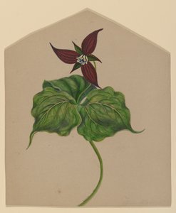 Bordo Kırmızı Çiçek by H. Lynde