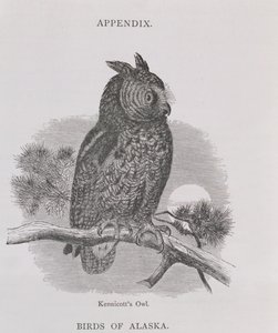 Kennicotts Owl, from Alaska and its Resources, William H. Dall tarafından, H. H. Nicholls tarafından oyulmuş, pub. 1870