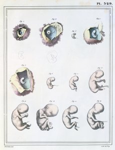 Jules Cloquet (1790-1883) tarafından de Frey tarafından oyulmuş 