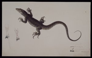 Francis Buchanan Koleksiyonundan 