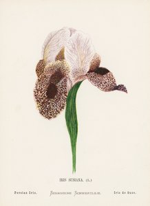  by Hannah Zeller