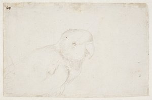 muhabbet kuşu by Hans Baldung Grien