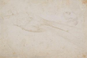 Soldaki profilde erkek cennet kuşu ve orta yaşlı bir adamın başı; ayrıca detayları by Hans Baldung Grien