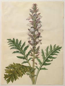 Gottorfer Codex albümünden Acanthus mollis, c.1650 (parşömen üzerine guaj)