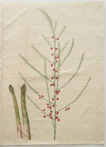 Gottorfer Codex albümünden kuşkonmaz officinalis, c.1650 (parşömen üzerine guaj) by Hans Simon Holtzbecher