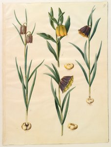 Gottorf Codex albümünden Fritillaria meleagris, c.1650 (parşömen üzerine guaj)