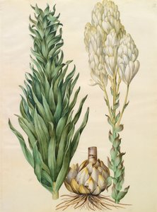 Gottorfer Codex albümünden Lilium candidum monstrosum, c.1650 (parşömen üzerine guaj)