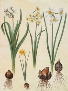 Gottorfer Codex albümünden nergis tazetta, nergis orientalis ve corbularia bulbocodium, c.1650 (parşömen üzerine guaj)