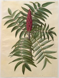 Gottorfer Codex albümünden Rhus typhina, c.1650 (parşömen üzerine guaj)