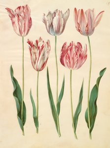 Gottorfer Codex albümünden Tulipa gesneriana, c.1650 (parşömen üzerine guaj)