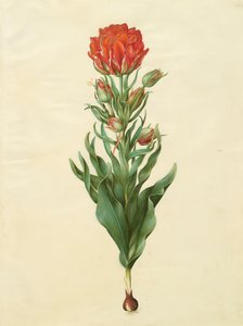 Gottorfer Codex albümünden Tulipa gesneriana, c.1650 (parşömen üzerine guaj)