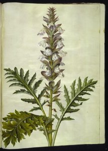 Acanthus hungaricus (ungarsk akantus) by Hans Simon Holtzbecker