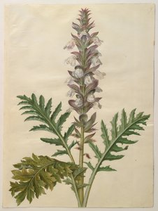 Acanthus mollis by Hans Simon Holtzbecker