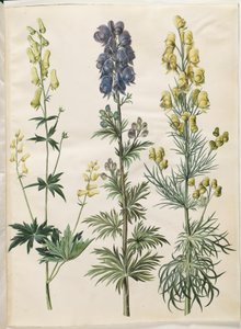 Aconitum lycoctonum (nordisk fırtınası); Aconitum napellus (fırtına şapkası için); Aconitum anthora (finbladet fırtına şapkası) by Hans Simon Holtzbecker