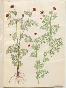 Adonis yıllık (høst-adonis); Adonis aestivalis (somer-adonis) by Hans Simon Holtzbecker