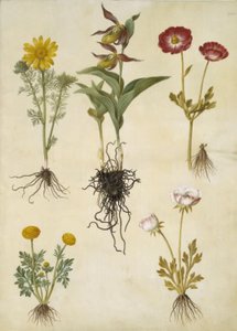 Adonis vernalis (vår-adonis); kaygan ayakkabı (stor fruesko); Ranunculus asiaticus (sahip-ranunkel); Düğünçiçeği (sanat af ranunkel) by Hans Simon Holtzbecker